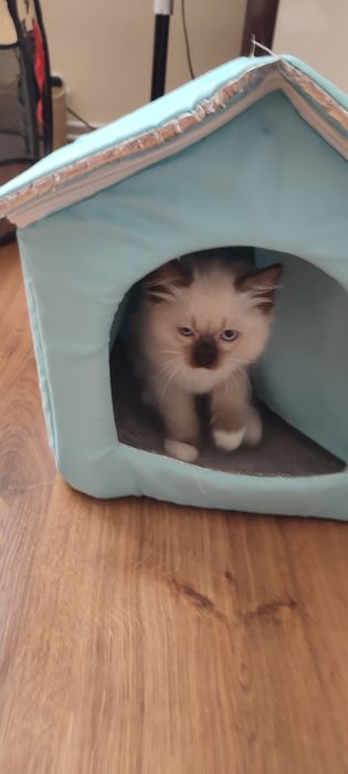 Ragdoll kotek rodowód miedzynarodowy TICA