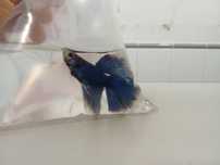 Bettas machos diversos