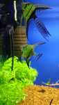 Skalar Mapa Blue