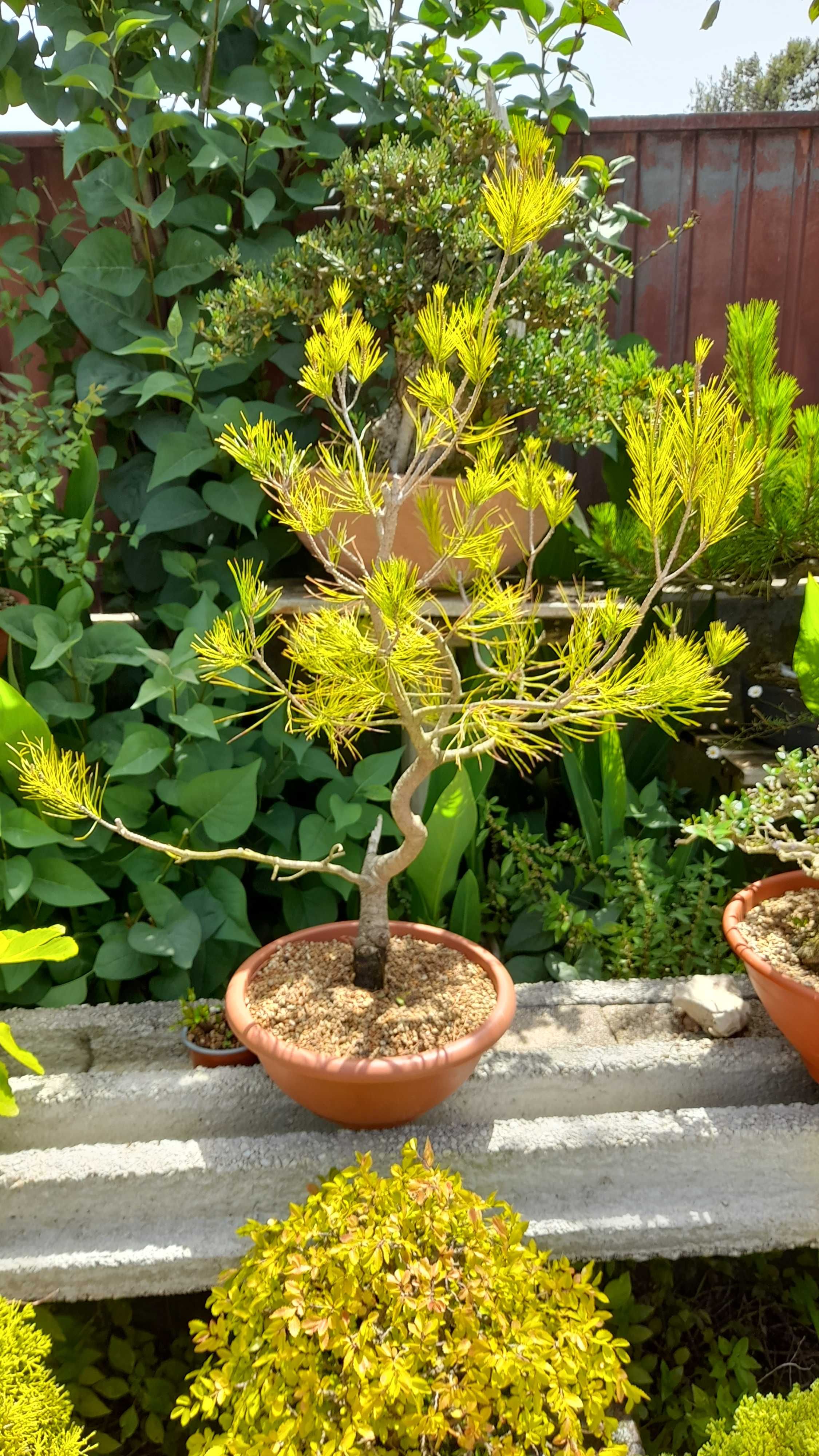 Bonsai (Pré-bonsai) - Pinus Halepensis (Pinheiro do Alepo)