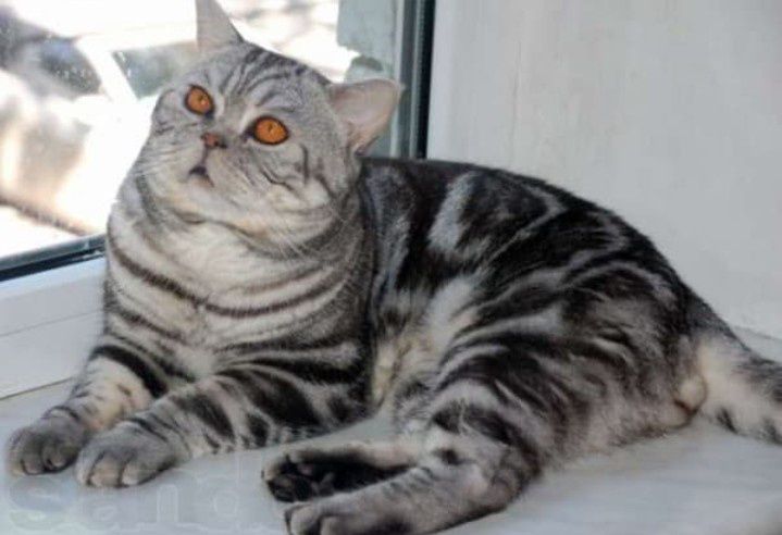 Шотландский прямоухий кот для вязки
