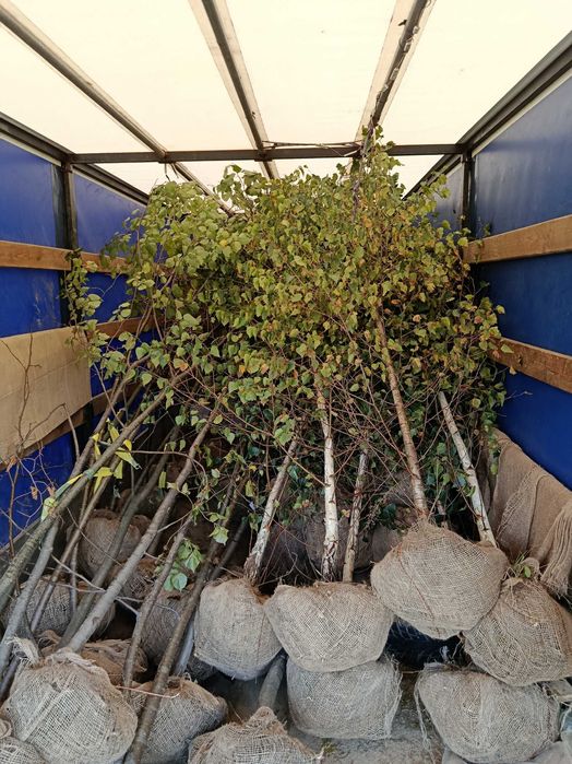 Lipa drobnolistna, klon jawor, jesion wyniosły, brzoza, grab pospolity