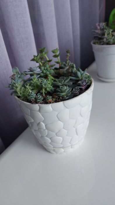 Сокуленти,  ехеверія, торсі, лілачіна