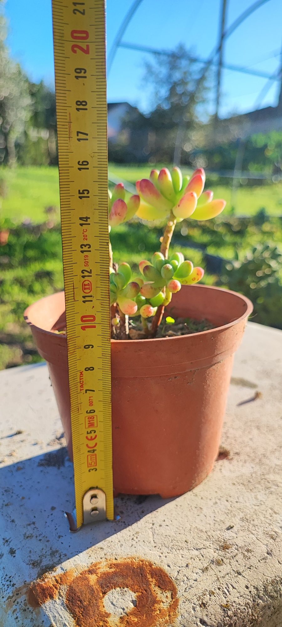 Planta suculenta
