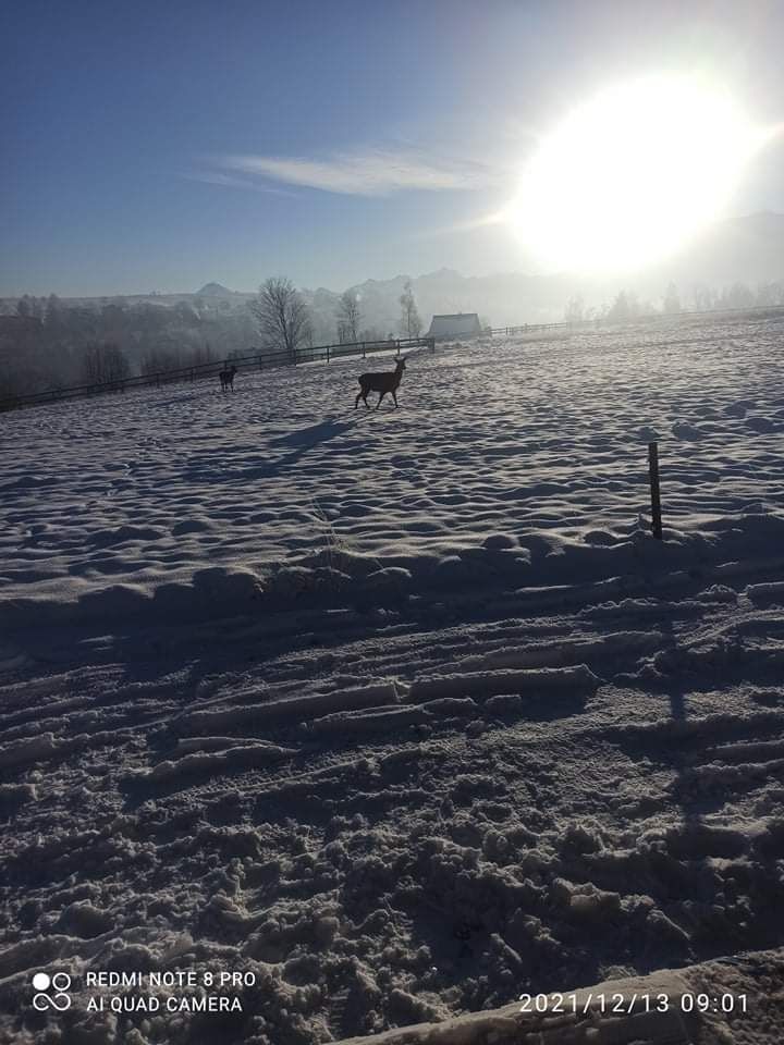 Domek Tatrzanski Kącik Zakopane - JAKUZZI