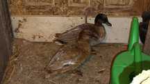 Call duck para młoda