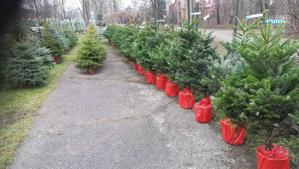 Świerk w donicy Dostawa Puławska 416 Warszawa Choinkownia