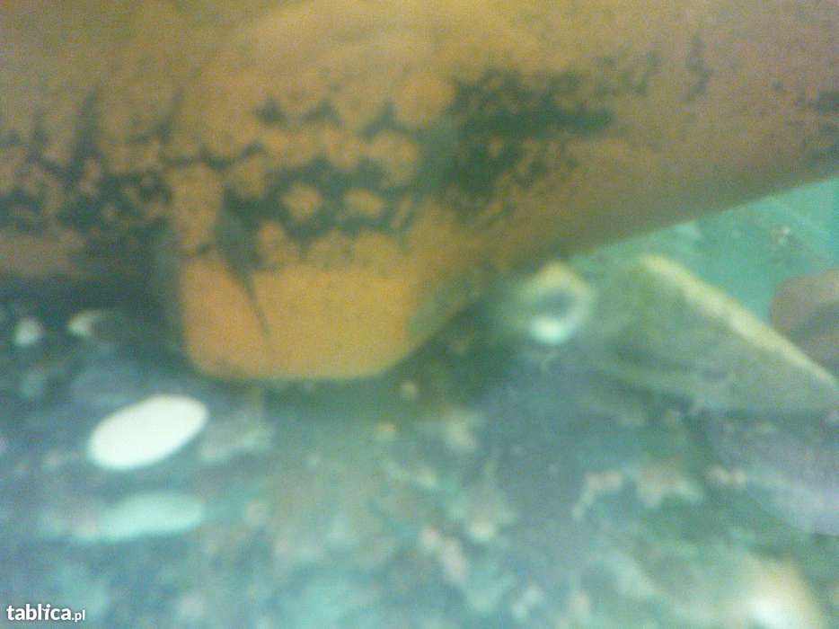 Glonojad - Zbrojnik niebieski