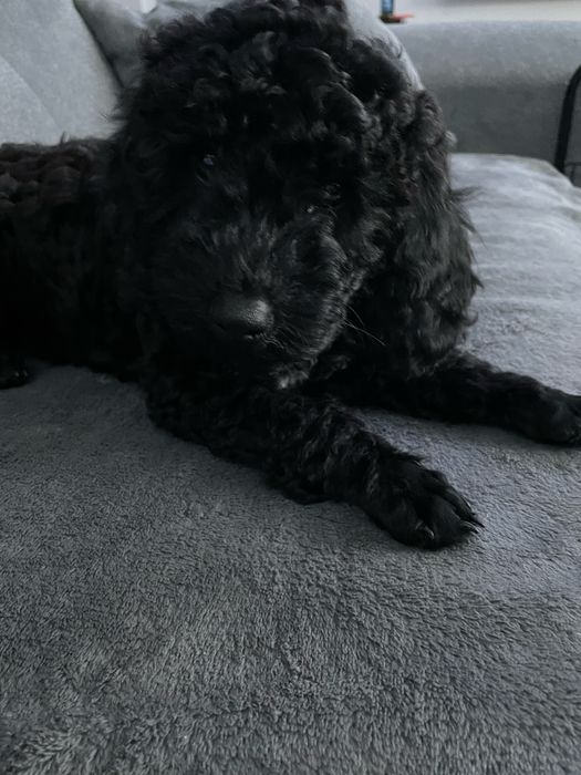 Pudel Miniaturowy piesek Dragon