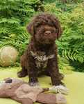 Lagotto romagnolo piesek