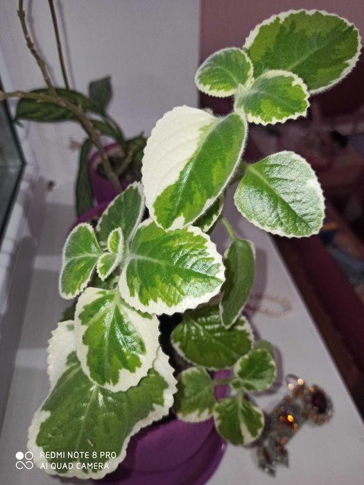 Комнатный цветок адениум диффенбахия фикус аглоанема сингониум пальма