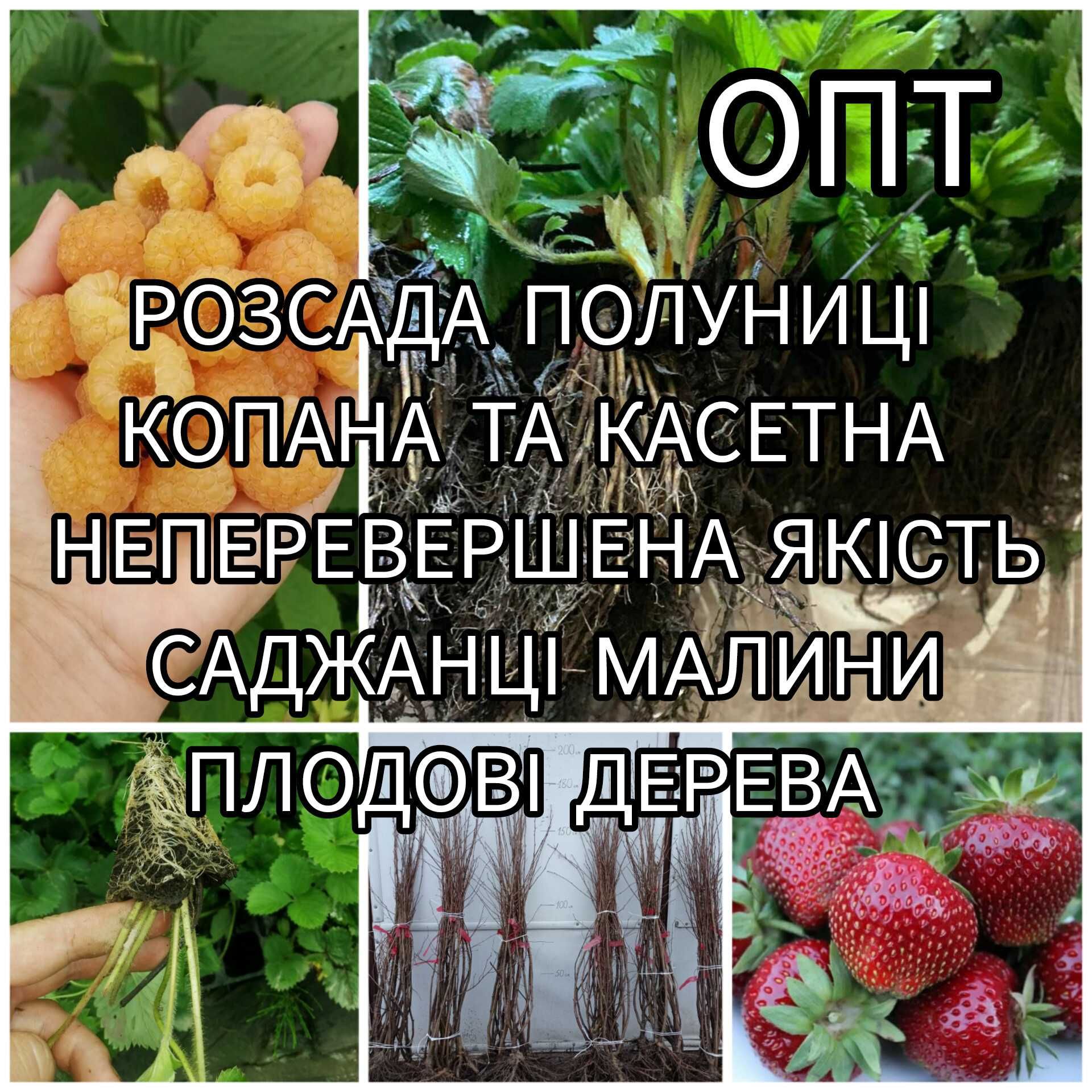 Саджанці Полуниці Розсада Малина Плодові дерева Саженцы Клубники