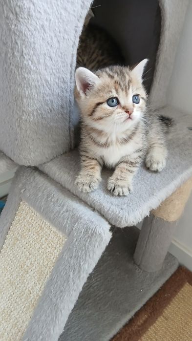 Fêmea scottish Straight. Tabby