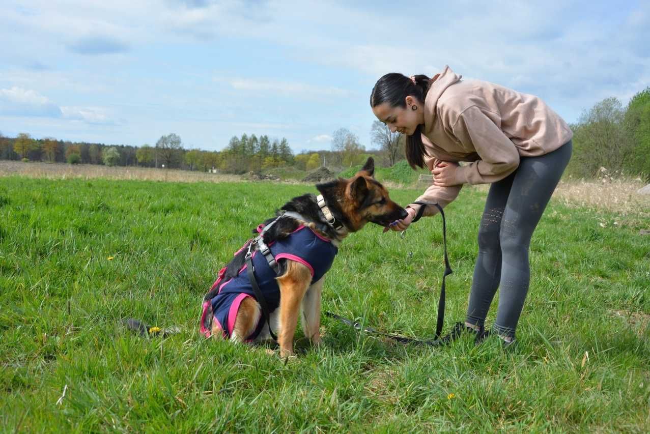 Kora - piękność w typie owczarka niemieckiego czeka na dom!