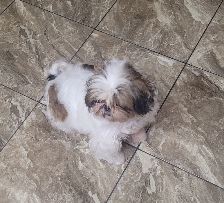 Замечательная девочка ши-тцу.