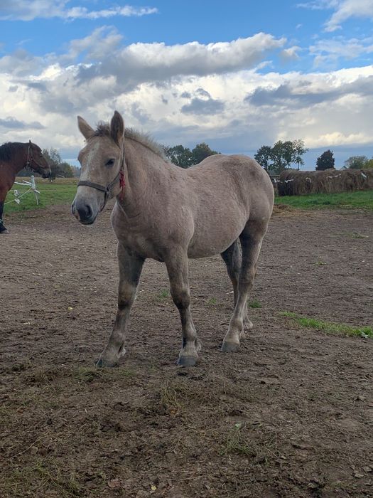 Sprzedam klacz z źrebakiem