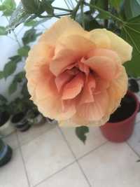 вазон китайская роза желтая