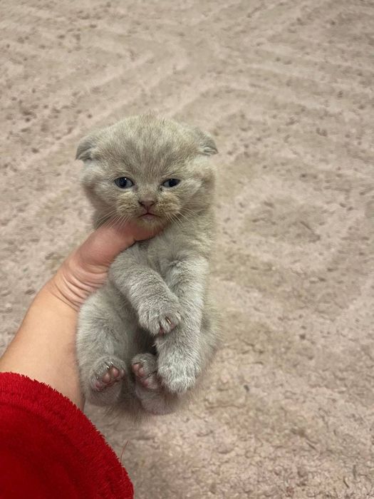 Шотландські висловухі кошенята/scottish fold