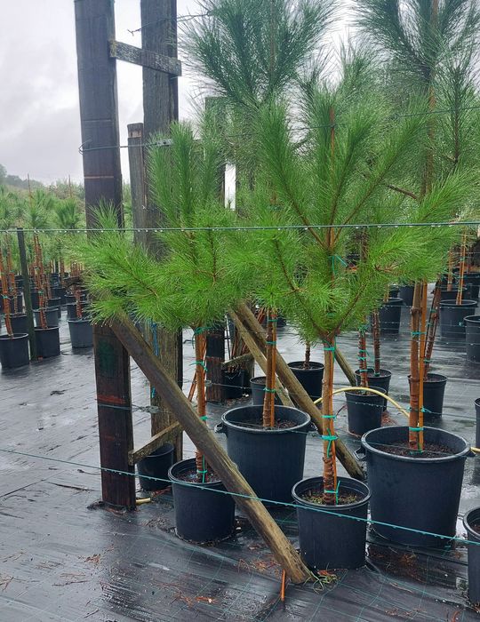 Lote 15 pinheiros mansos 1.40/1.70