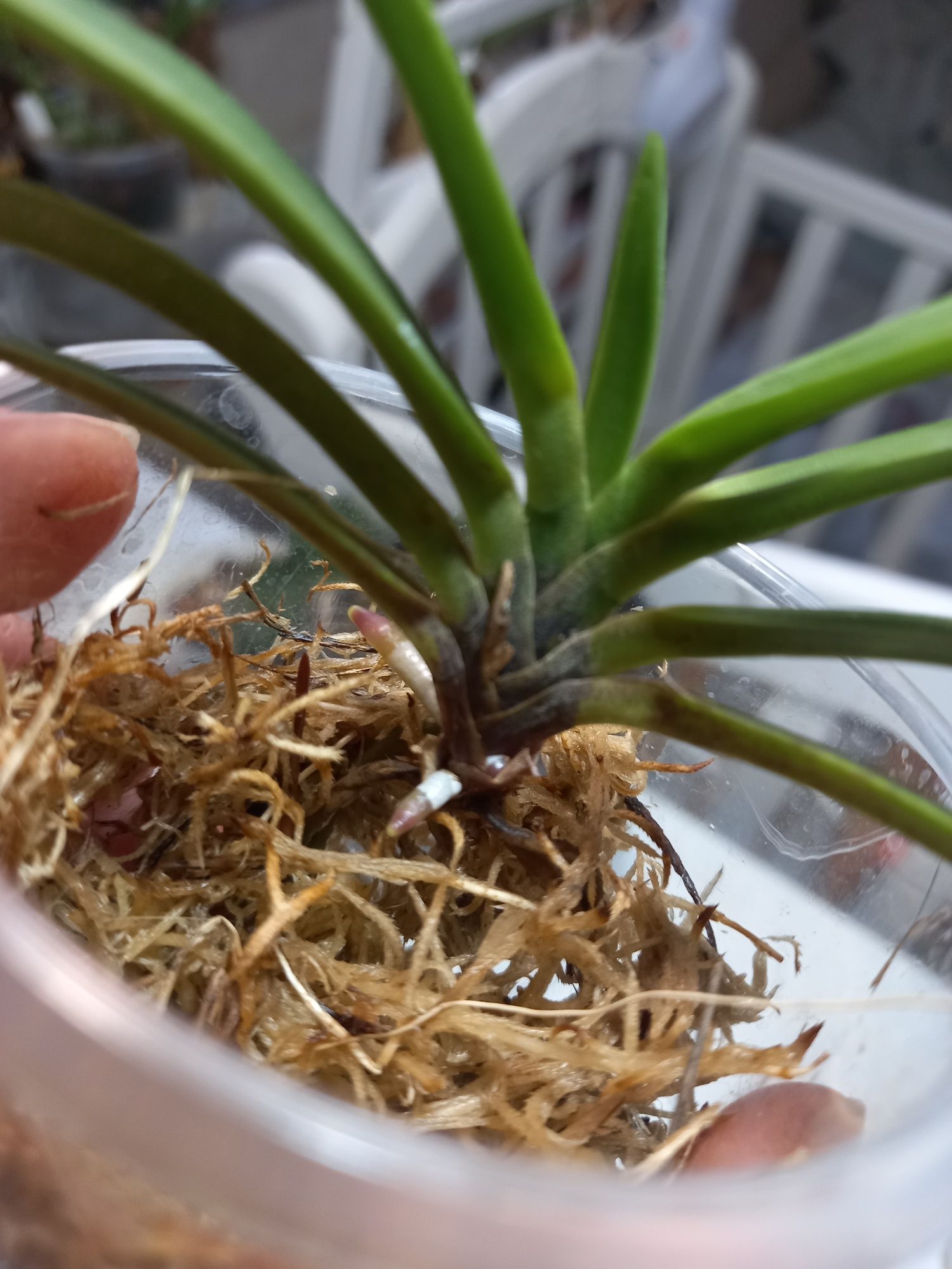 Орхидея неофинетия, мини ванда, Neofinetia falcata