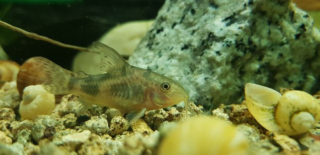 Kirysek pstry - rybka strefy przydennej