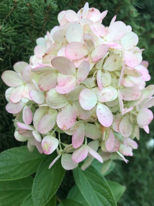 Набір метровидних гортензій 4шт. 1 річніх