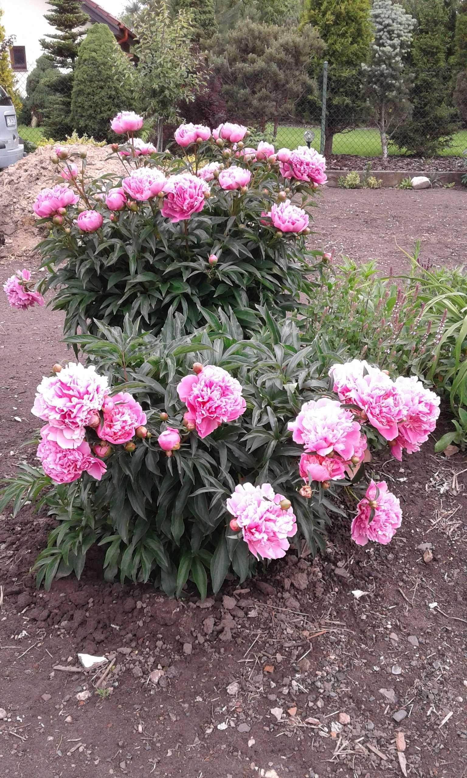 Piwonia pachnąca różowa  - duże sadzonki byliny