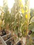Anoneira (Annona cherimola) e Atemoia