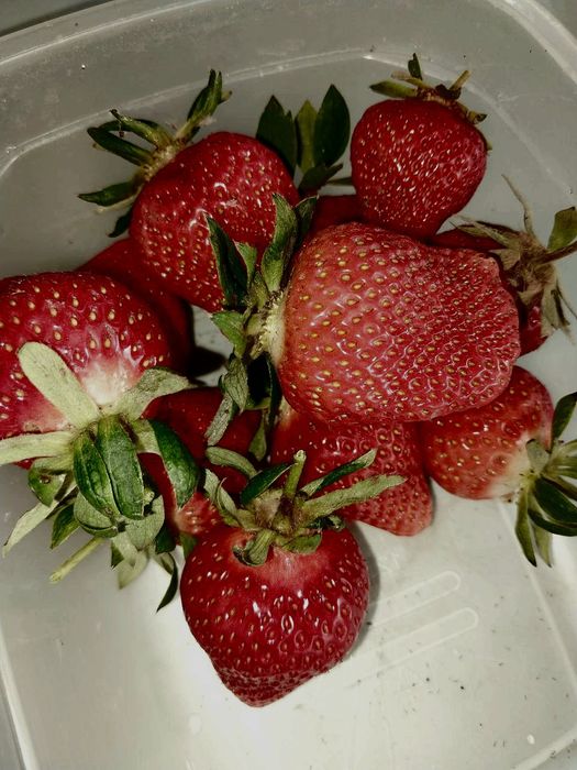 Саженцы клубники/ ремонтантная