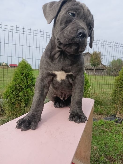 Cane Corso szczeniak suczka