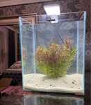 Akwarium Aquael kostka 30 L shrimp set zestaw