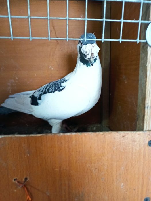 Gołębie staropolskie samiec