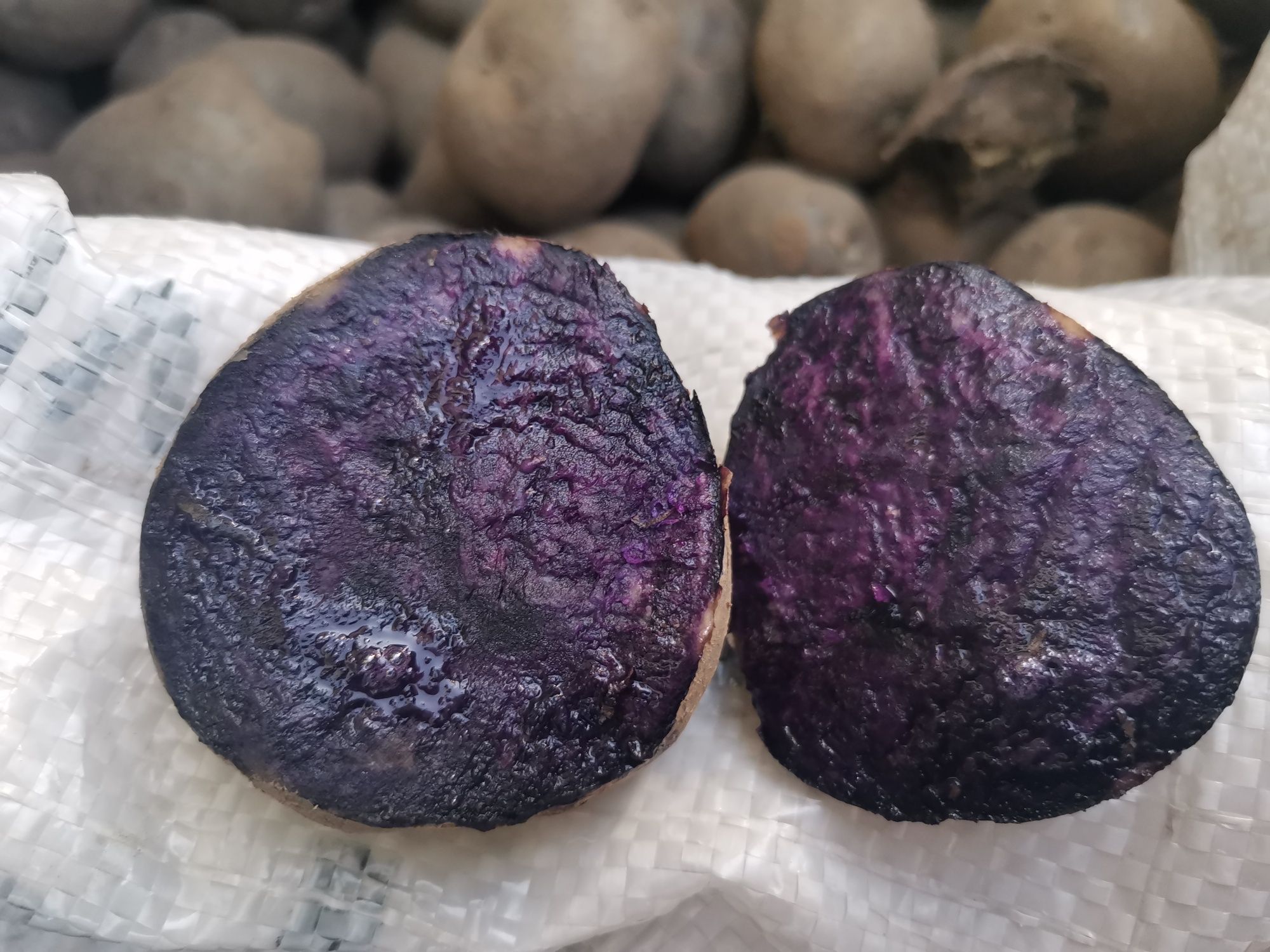 Картошка фиолетовая посевная