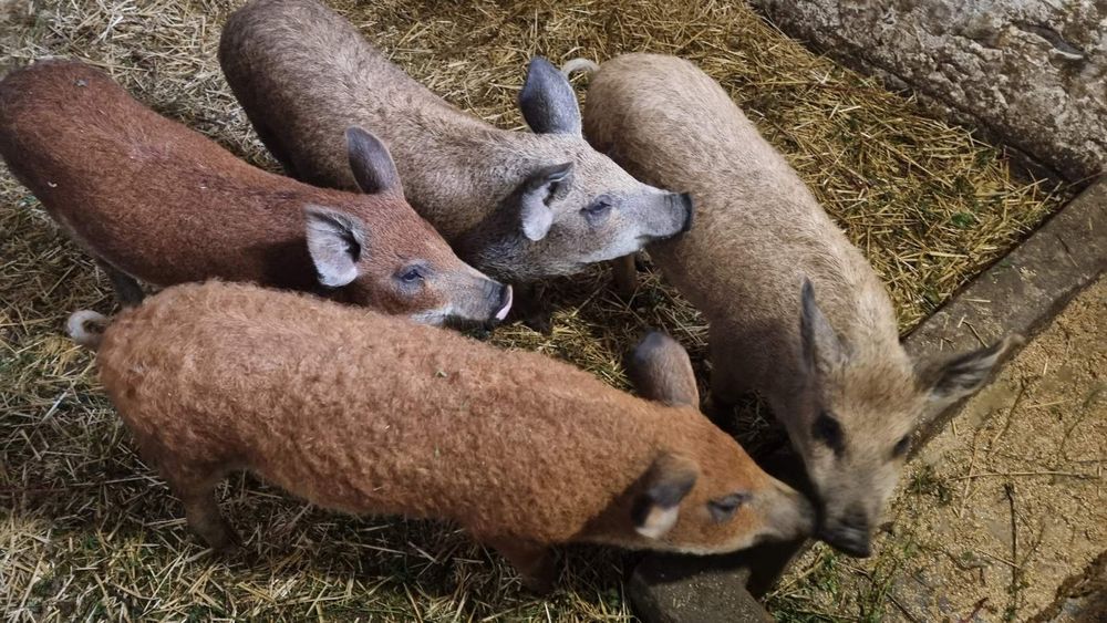 Поросята венгерська мангалиця