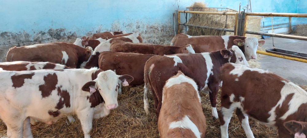 Opasy 120 kg byczki żarłaki