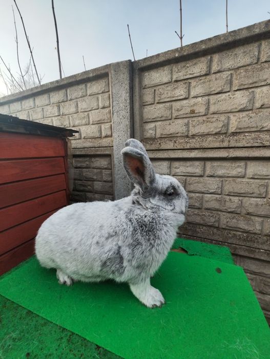 Królik Wielki Jasnosrebrzysty WJS. Samica