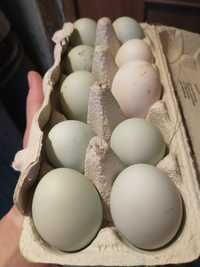Greenshell jaja jajka kurze