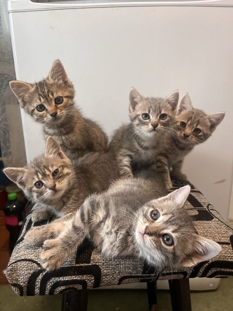 Кошенята Скотіш страйт