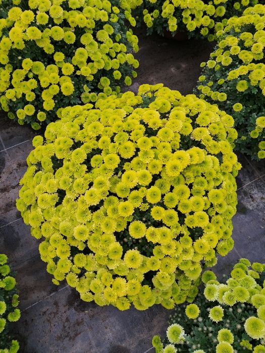 Chryzantemy drobnokwiatowe WYPRZEDAŻ