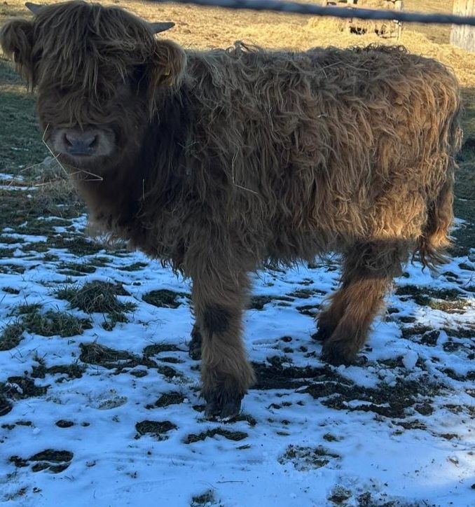 Krowy szkockie, Higland Cattle