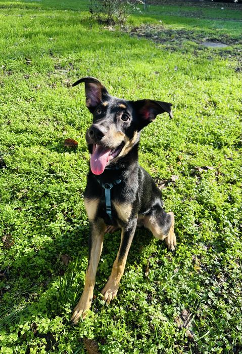 Отдам щенка / щенок мальчик (метис добермана)