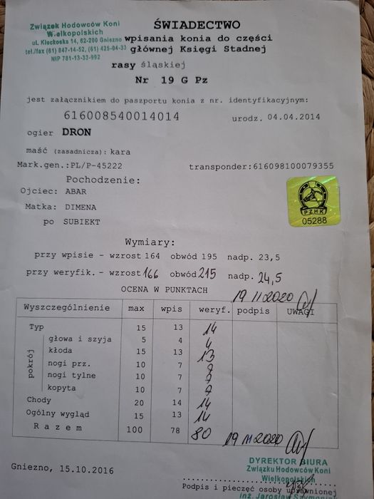 Sprzedam lub zamienię ogiera Śląskiego DRON