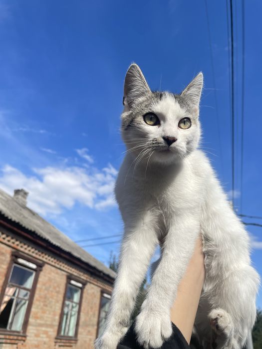 Віддам у добрі руки кошенят