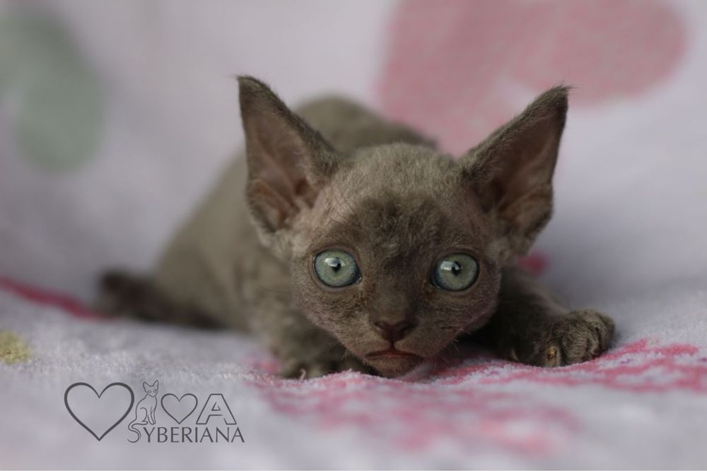 Niebieski kocurek devon rex