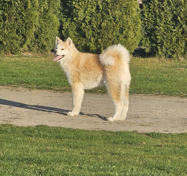 Akita Inu Czerwony Lisek