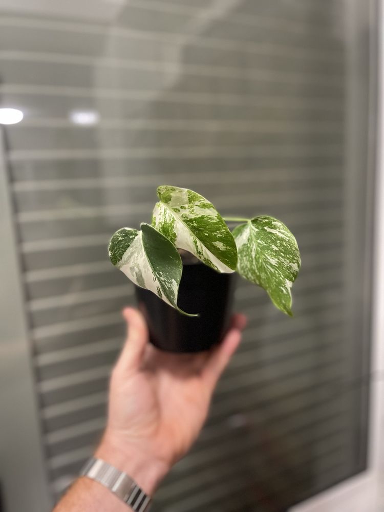 Planta Monstera variagata