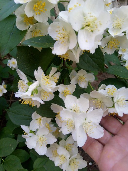 Декоративные кустарники