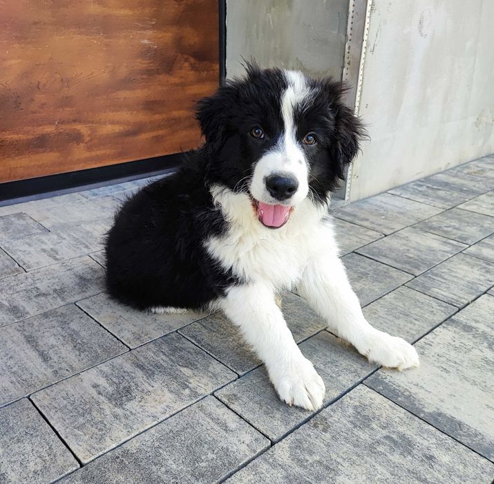 Szczeniaki Border collie - czarno biały piesek (BADANIA)