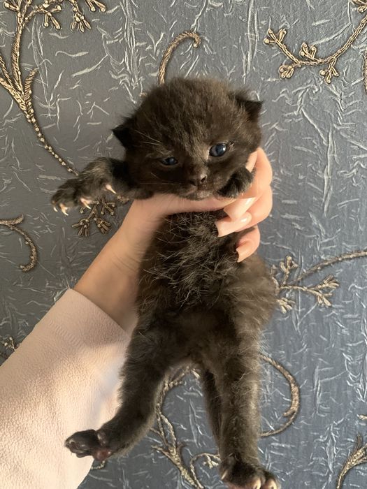 Бещкоштовно кошення в добрі руки