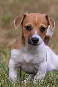 SUCZKA Jack Russell Terrier/BREFIO , odbiór po 28.05